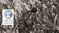 La Red Rural desde La Rioja: la provincia busca herramientas para superar la difícil situación de la producción olivícola