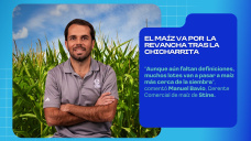 El maíz va por la revancha tras la chicharrita