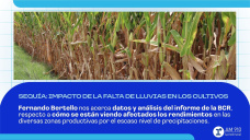 Sequía: impacto de la falta de lluvias en los cultivos