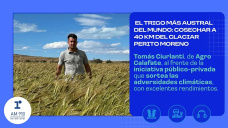 El trigo más austral del mundo: cosechar a 40 km del Glaciar Perito Moreno 