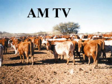 AM TV: Apertura en baja en CBOT. El mercado recibe presion de las finanzas