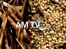 AM TV: CBOT espera otra fuerte caída de la soja. Sigue en picada el stock vacuno