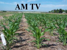 AM TV: Resultados del informe mensual del USDA y los alcances del acuerdo exportadores- Gobierno