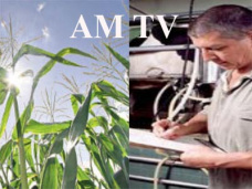 AM TV: El precio del maíz superó nuevamente al del Ministerio de Agricultura. Ahora, el turno de los tamberos