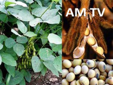 AM TV: Se recuperan los granos y oleaginosas en CBOT. Repunta el barril de petróleo a U$S 60,60 