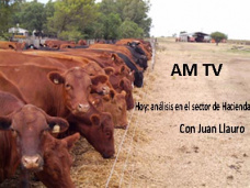 AM TV: Crecen los feed lots, cae el stock vacuno. ¿Habrá terneros para engordar? La soja y el petróleo vuelven a subir