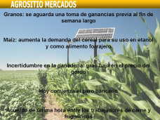AM TV: Maíz- Aumenta su demanda para etanol y forraje. Hacienda- Baja fuertemente el precio del gordo