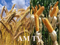 AM TV: La debilidad de las finanzas  presiona a los granos en Chicago. Bajas para las haciendas livianas en Liniers