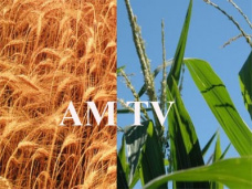 AMTV: “Resurgió el interés comprador por trigo en CBOT con los valores más bajos de últimos 2 meses”  