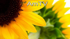 AMTV: China mejora el margen de la molienda de soja y podría impulsar los precios de CBOT