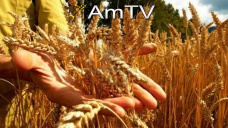 AMTV: Las labores de cosecha tendrán dificultades a causa de la humedad y las heladas