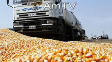 AMTV: Avanza la trilla de maíz con mucha humedad y problemas fúngicos