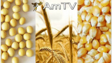 AMTV: Las perspectivas productivas de EEUU son aún buenas mejorando 1 punto en soja