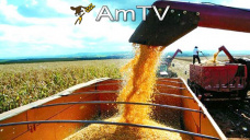 AMTV: Cosecha récord de trigo en Brasil. Hay menos área maicera de la nueva campaña