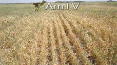 AMTV: Graves perdidas de trigo en el sur bonaerense. El campo se une al paro de mañana