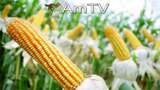 AMTV: Mercado en baja por las perspectivas de mayor producción gruesa en EEUU
