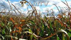 AMTV: Mercado vacío de vendedores y números complicados para la 14/15