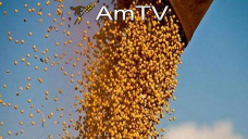 AMTV: Primeros rindes de maíz y soja muy elevados. Poco interés vendedor de soja local