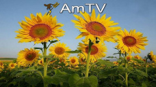 AMTV: Se sembró 21% con girasol. Jornada positiva para maíz y trigo y negativa para soja