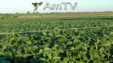 AMTV: La soja cayó 1,8% en CBOT ante el avance de cosecha