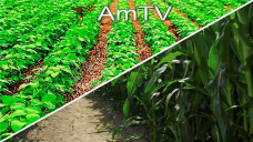 AMTV: Pocas variaciones de cara al reporte del USDA que se difundirá esta tarde