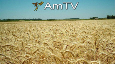 AMTV: ¿Qué pasó con los ROE de trigo?; Este viernes, lluvias en sudeste de Bs.As.