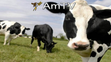 AMTV: Está firme la soja con subas ininterrumpidas en las últimas 6 ruedas