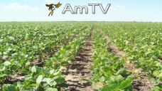 AMTV: La soja al alza se dio solo en soja y hoy el mercado pone más precaución