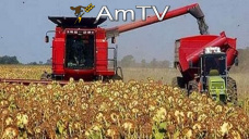 AMTV: Soja operando con retrocesos de 1 U$S/Tn. El mercado espera datos de molienda