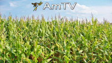 AMTV: En CBOT, Soja, Maíz y Trigo abren a la baja. Nuevo cupo de 3,5 mill./tn. para el Maíz