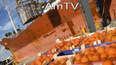 AMTV: Trigo opera al alza y el maíz en baja luego de dos ruedas con ganancias