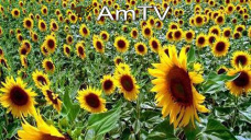 AMTV: Los futuros de soja, maíz y trigo operan en alza de cara al Reporte de ventas de EEUU