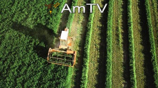 AMTV: Los fondos liquidan posiciones de maíz y soja. Amplia disponibilidad de trigo en el mundo