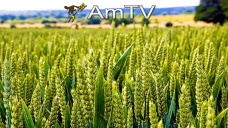 AMTV: Los granos comenzaron a operar en baja. Números negativos en China