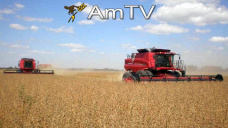 AMTV: La soja perdió dos puntos en su calidad. Ya se recolectó el 5% del maíz en EEUU