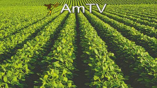 AMTV: Buenos rindes de soja pero sus cotizaciones están atrasadas respecto al maíz y trigo