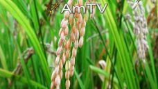 AMTV: El fin de semana la cosecha en EEUU vería una pausa. Anuncios sobre baja de retenciones a la soja