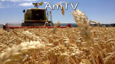 AMTV: Toma de ganancias para trigo y maíz. Clima de Brasil limita alzas de soja