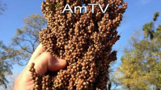 AMTV: Maíz con rebote técnico y trigo se mueve en suba