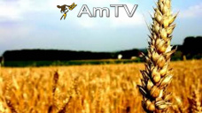 AMTV: Fases finales de cosecha en EEUU. Amplia oferta de Sudamérica