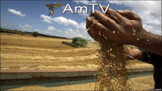 AMTV: Liquidación de divisas más bajas de cara a las elecciones. Pesa el Reporte del USDA