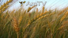 AMTV: Con el ciclo productivo de EEUU casi terminado, el foco está en clima de Brasil y elecciones de Argentina