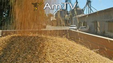 AMTV: Australia apunta a menor producción de trigo. Mayor consumo de biodiesel en EEUU