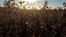 AMTV: Soja y maíz presentan ligeras recuperaciones. El trigo sin variaciones importantes