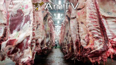 AMTV: Aumentan estimaciones de producción en Arg. Exportación de carne con registros mínimos