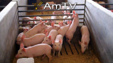 AMTV: Cosecha avanza en Brasil. Creció producción y consumo de carne porcina