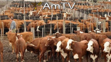 AMTV: Aprobación sanitaria para el ingreso de ganado de Uruguay. Buenas ventas de EEUU