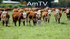 AMTV: Revaluación del real hizo que EEUU recuperara competitividad. Aval para importar ganado de Uruguay