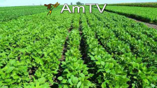 AMTV: Tras las fuertes subas de la semana pasada, los fondos especulativos compraron soja y maíz