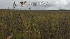 AMTV: Estiman cosecha argentina en 55,7 mill tns. Rápidos avances en siembra de maíz en EEUU